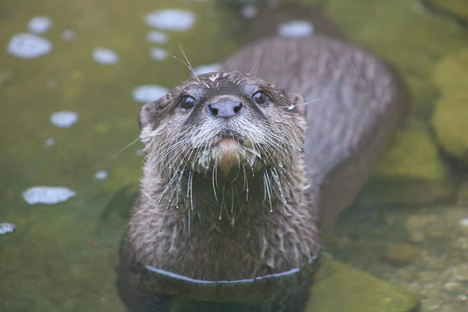 Animal Encounters - Otter
