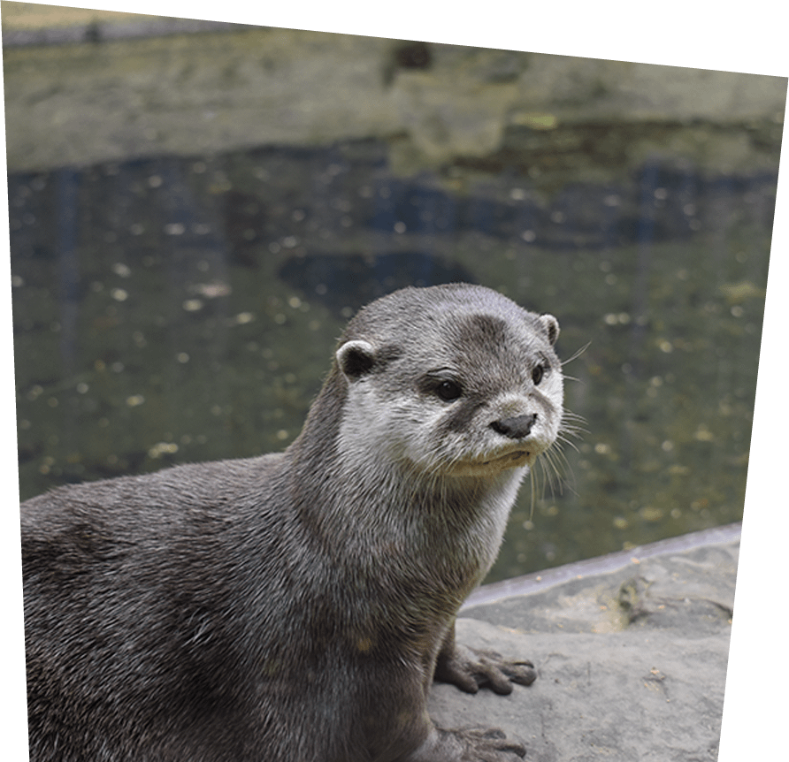 Animal Encounters - Otter - Image 2